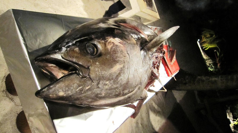 This massive tuna was being prepared for the grill during the meal. 