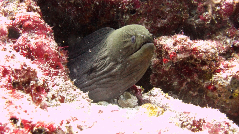 Now for some Moray eels. First, the common Giant Moray (Gymnothorax javanicus) glowers at me from its hole at Panettone Kandu.