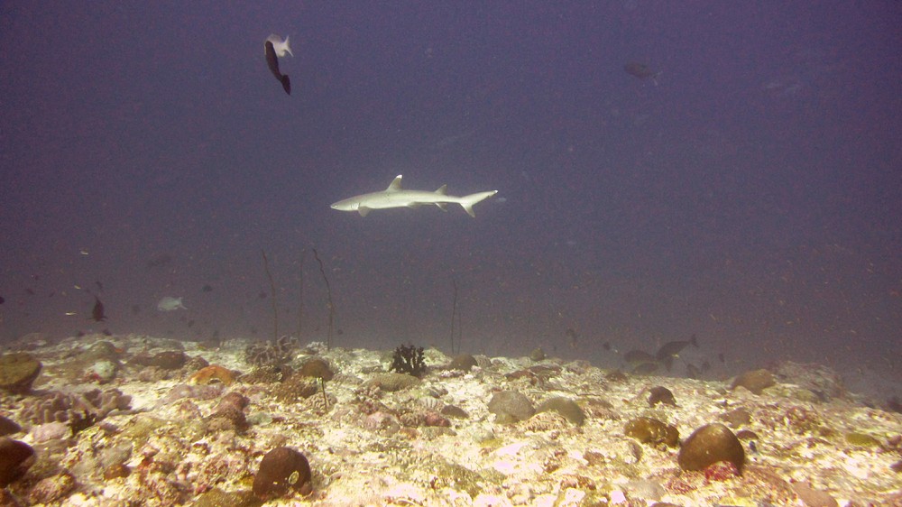 A Whitetip reef shark (Triaenodon obesus) swims past in the distance at Thudufushi Thila.