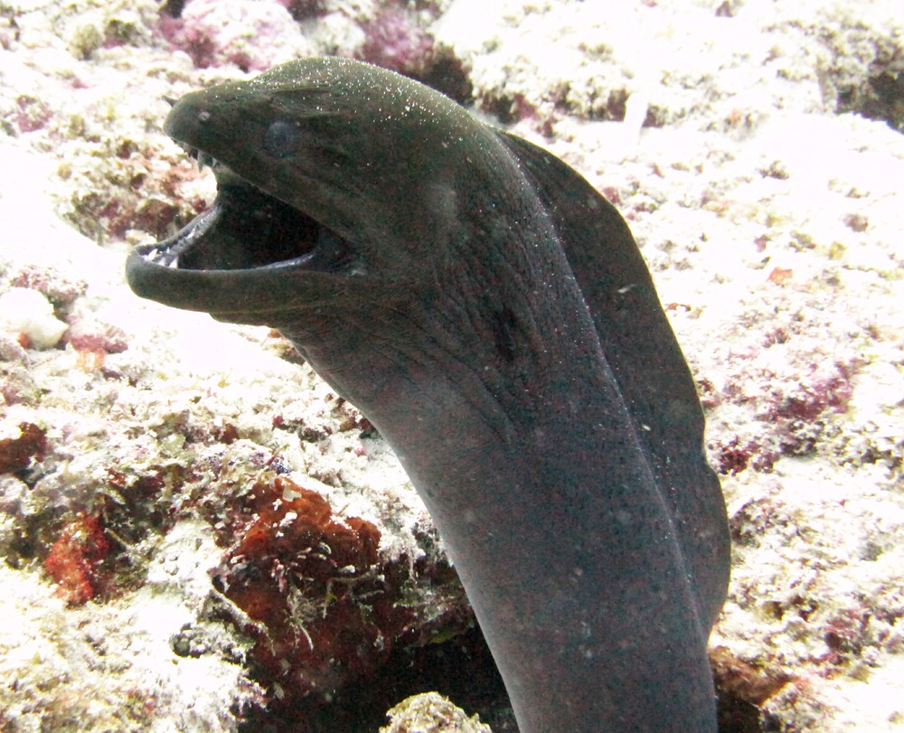 The more common Giant moray (Gymnothorax javanicus) at Shark Thila looks more aggressive than it is - it's just opening its mouth wide to gulp water 
				down and out through its gills. 