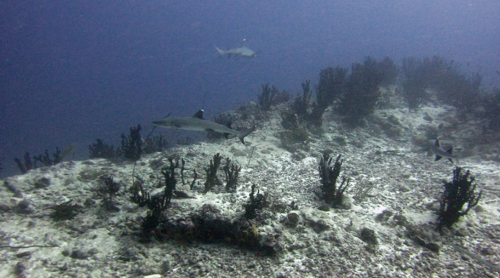 Three White-tip reef sharks (Triaenodon obesus) circle around us at Thudufushi Thila.