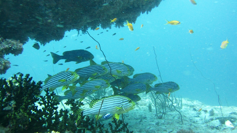 A group of Oriental Sweetlips (Plectorhynchus orientalis) shelter under a coral outcrop at Himandhoo Thila.
