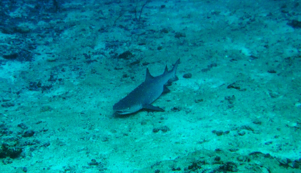 A White-tip Reef Shark (Triaenodon obesus) snoozing on a nice soft bed of sand at Maavaru Corner.