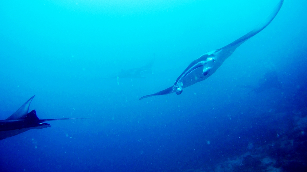 Three mantas circling around over the cleaning station.