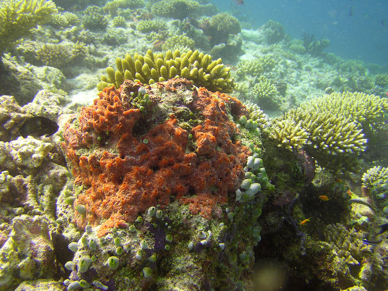 Colourful, healthy coral growth at Kandulodhoo Thila.  (247k)