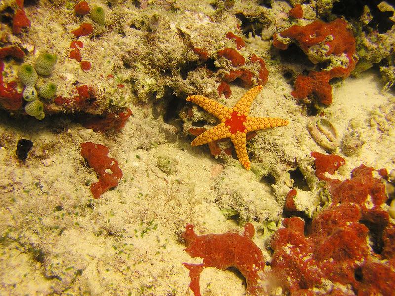 The common Noduled sea star (Fromia nodosa) at Kanduludhoo Thila.  (278k)