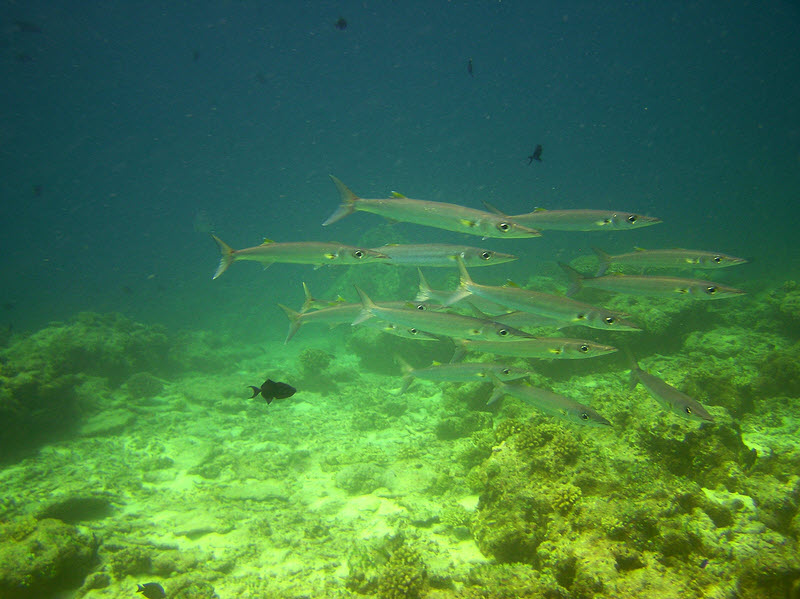 A group of Blackspot Barracuda (Sphyraena forsteri) at Maaya Thila.  (118k)