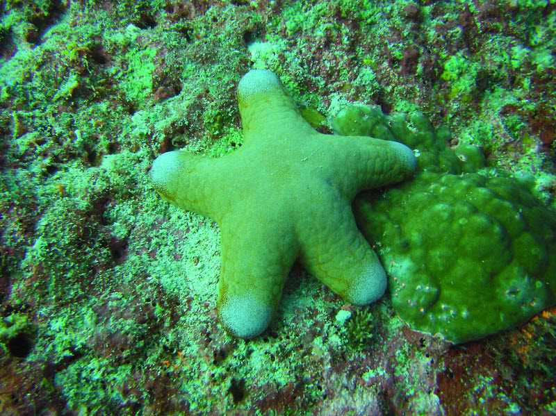 Granulated sea star (Choriaster granulatus) at Fish Head. (319k)