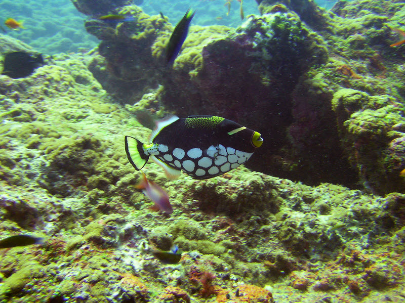 Clown Triggerfish (Balistoides conspicillum) darts past me at Fish Head. (224k)