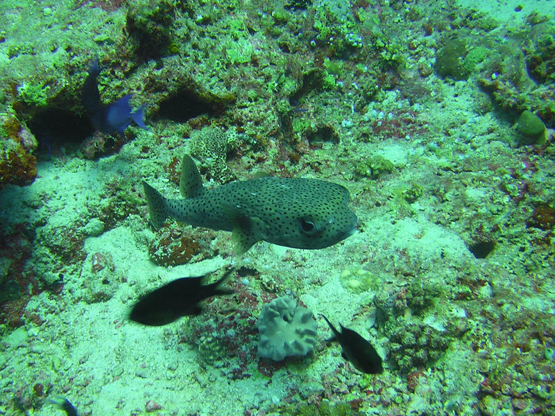 Trunkfish or Boxfish (Ostracion sp) of some kind at Cari Beyru Thila.  (256k)