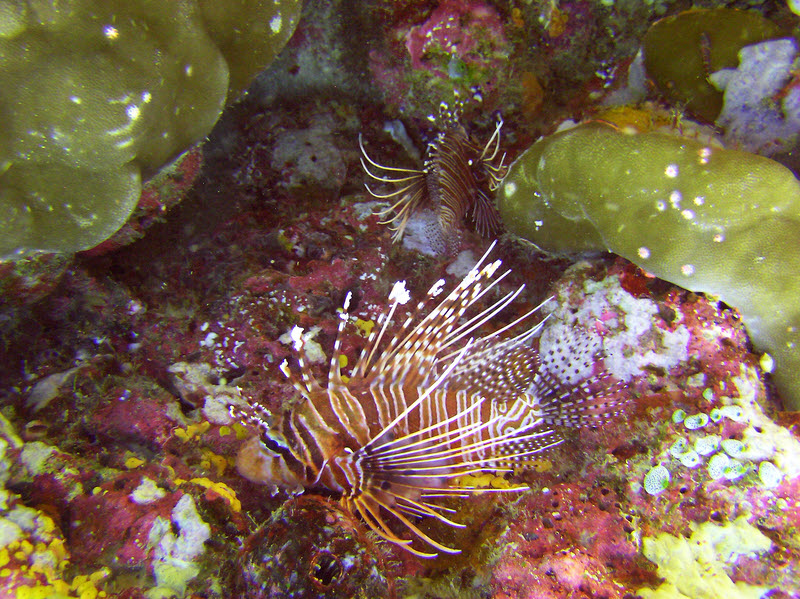Whereas these two are definitely Spotfin or Ragged-finned Lionfish (Pterois antennata) - the spots are clearly visible on the pectoral fin membrane.� (242k)