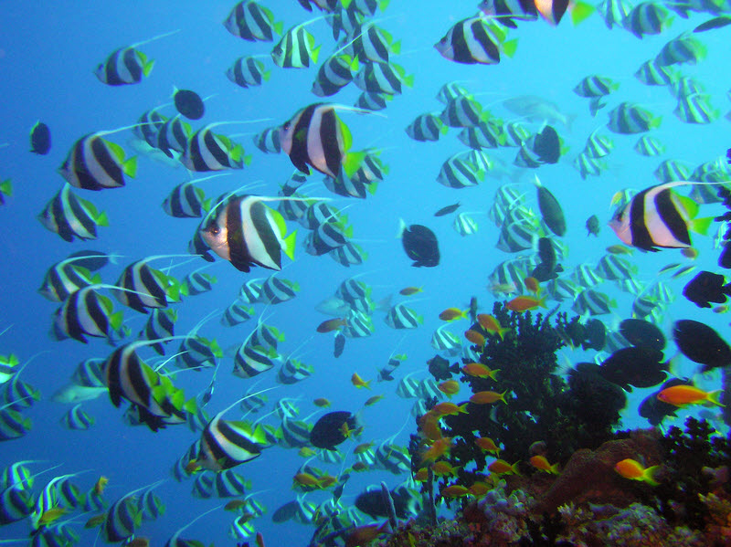 As soon as we jumped in at Bathaala Thila we were surrounded by a huge group of Schooling Bannerfish (Heniochus diphreutes).  (167k)