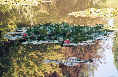 Water lilies in Monet's Japanese garden (40k)