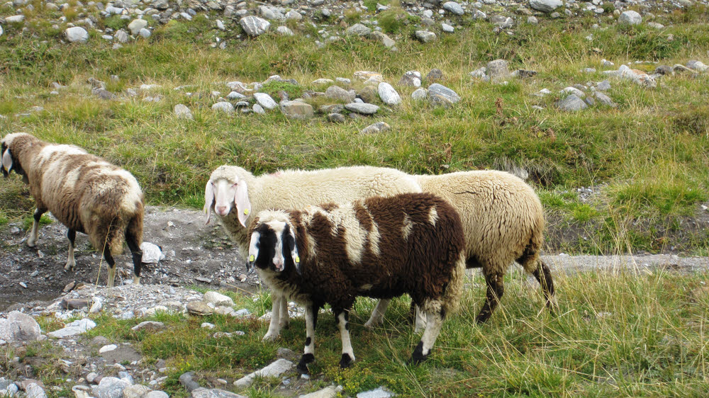 Long-eared sheep