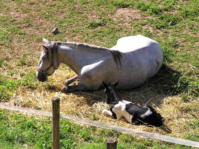 Mare and foal at Can Jou.  (153k)