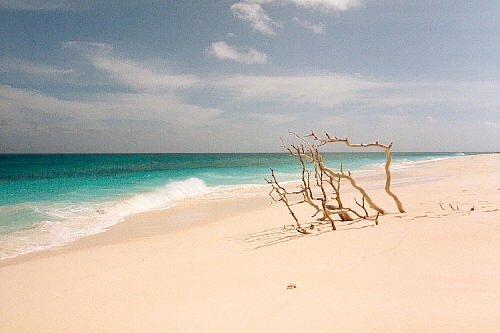 Beach on Bird Island (27k)