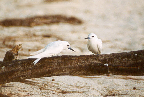 Beautiful fairy terns (39k)