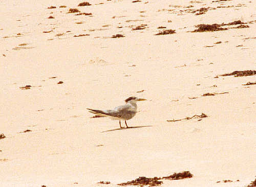 I think this is a sandwich tern (23k)