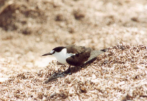 sooty tern (34k)