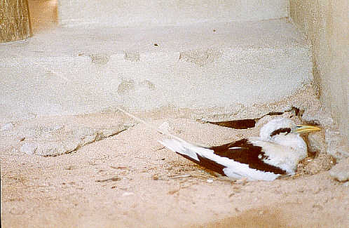 White-tailed Tropicbird (29k)