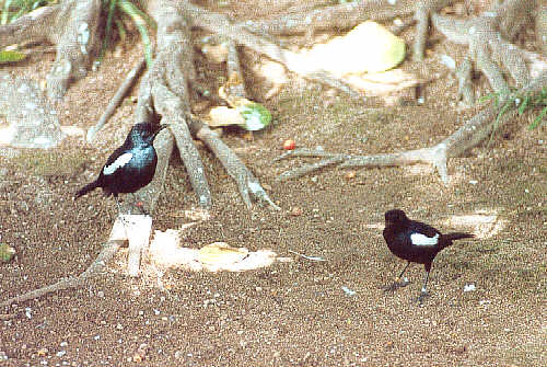 Seychelles Magpie Robins (49k)