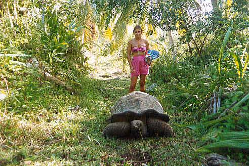 A belligerent land tortoise (45k)