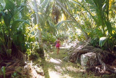 Exploring the jungle paths (40k)