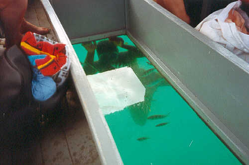 John swimming under the glass-bottomed boat. (19k)