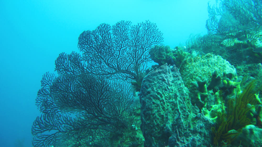 Large fan corals spread out to filter nutrients from the current. (154k)