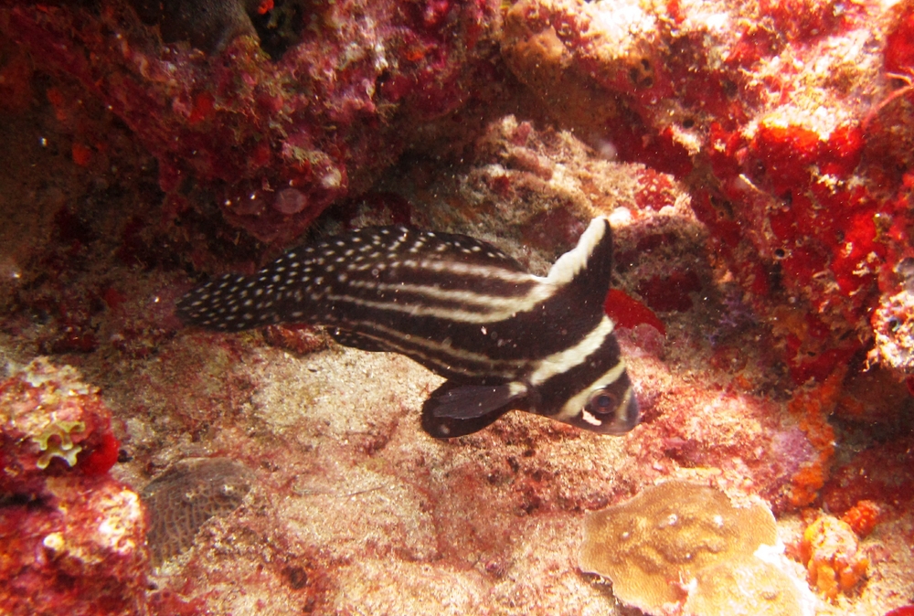 Another Spotted Drum at Virgin Cove.