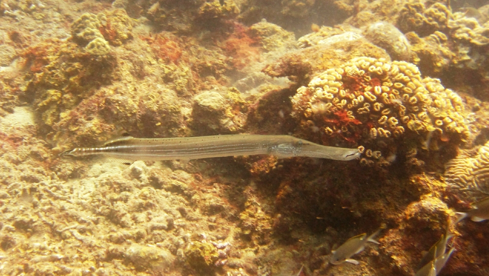 Trumpetfish (Aulostomus maculatus) also vary in colour.