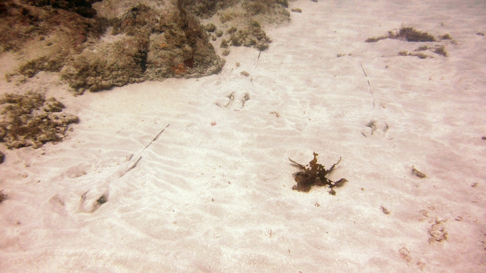 I stopped counting after the first dozen stingrays at Salt Point - here are three together, hiding in the sand.