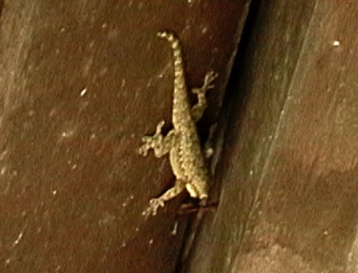 Some of the wildlife on Koh Maiton - friendly Geckos came to see us in our house every day.