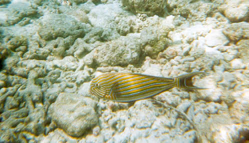 Beautiful fish (32k)