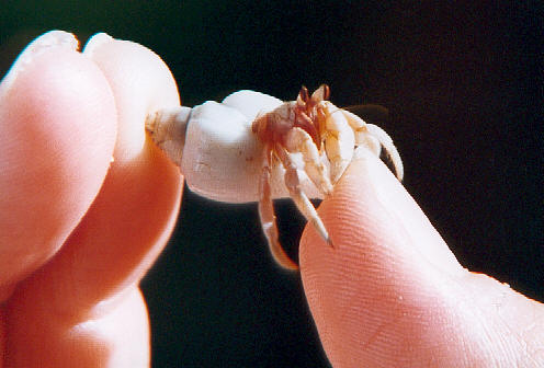 Tiny hermit crab (32k)