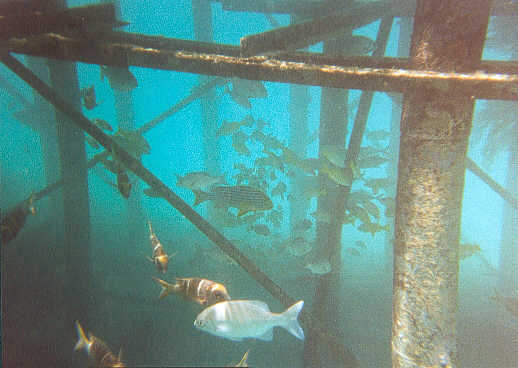 Beautiful fish under the jetty next to our practice area (27k)