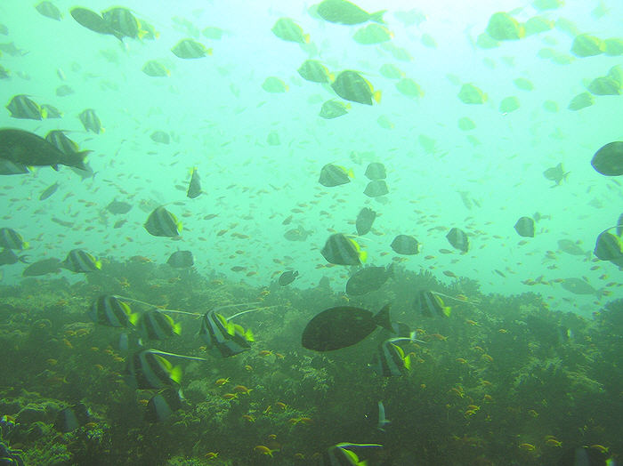 A mixed shoal of Schooling bannerfish, Heniochus diphreutes and Black pyramid butterflyfish, Hemitaurichthys zoster.  (72k)