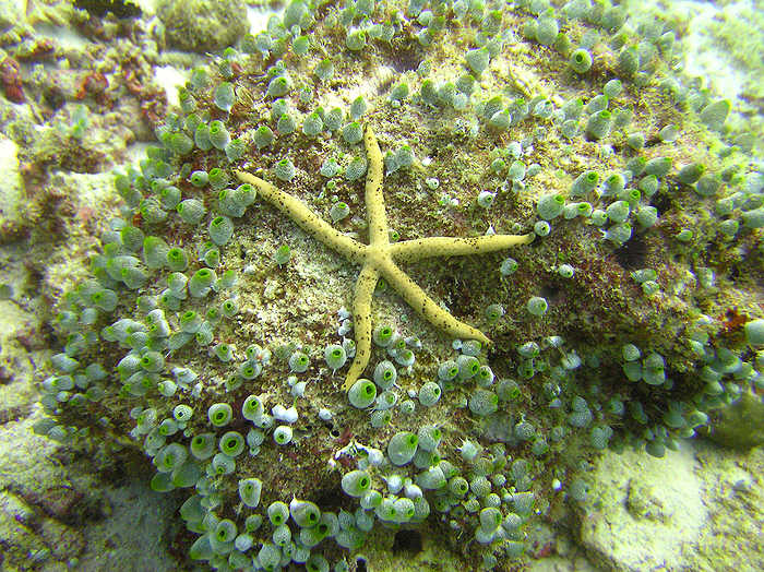 The common Maldivean form of the Multi-pore sea star, Linckia multiflora.  (111k)
