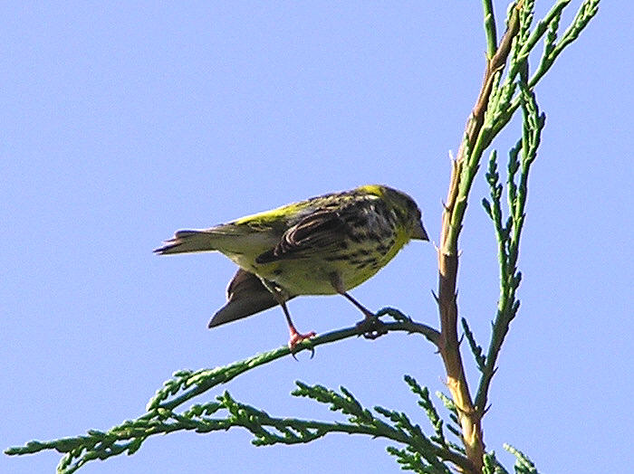 A serin right outside our living room window.  (69k)