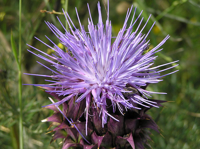 Huge thistles grew alongside the path.  (99k)