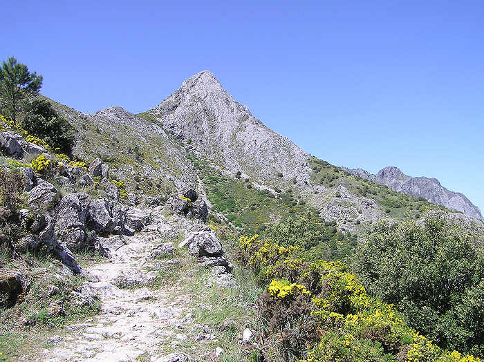 The mountain of Pinar (1654m) on the edge of the pinsapo pine forest. (97k)