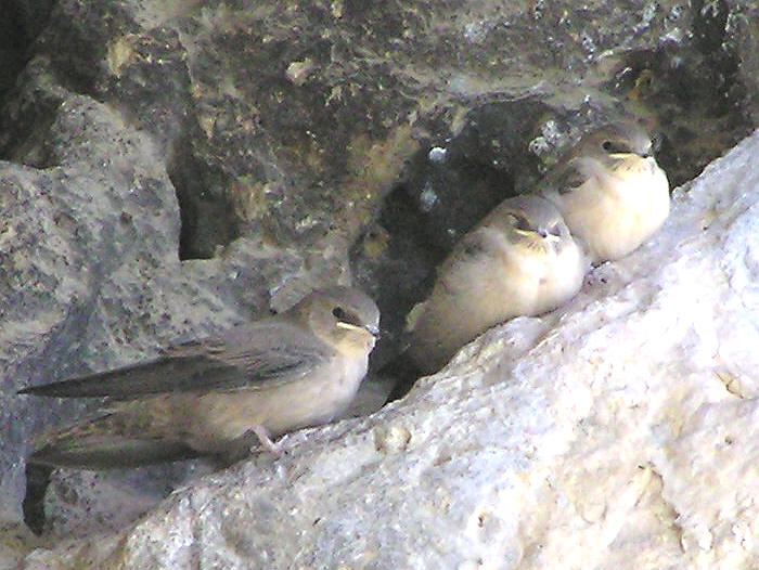 Below Grazalema - baby Crag Martins perched under a rocky overhang being fed by their parents. (82k)
