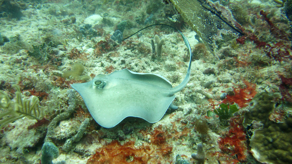 We saw lots of stingrays. Here is a small Southern Stingray (Dasyatis americana) at Junior's Reef, Sandy Island. 