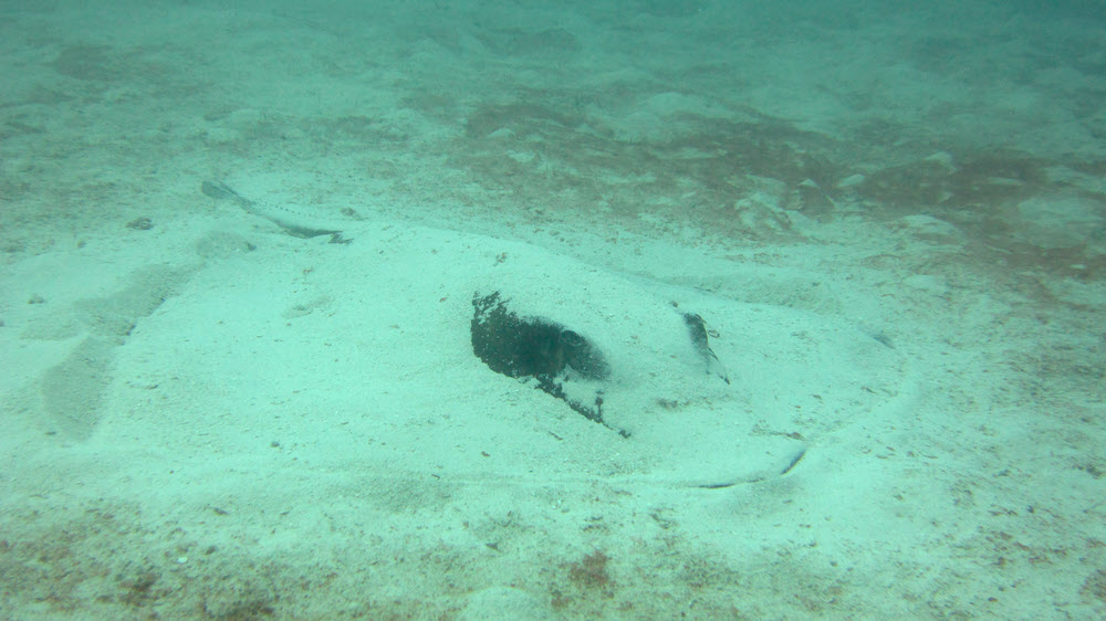 A few metres further on, a big stingray, a couple of metres long, hiding in the sand. 