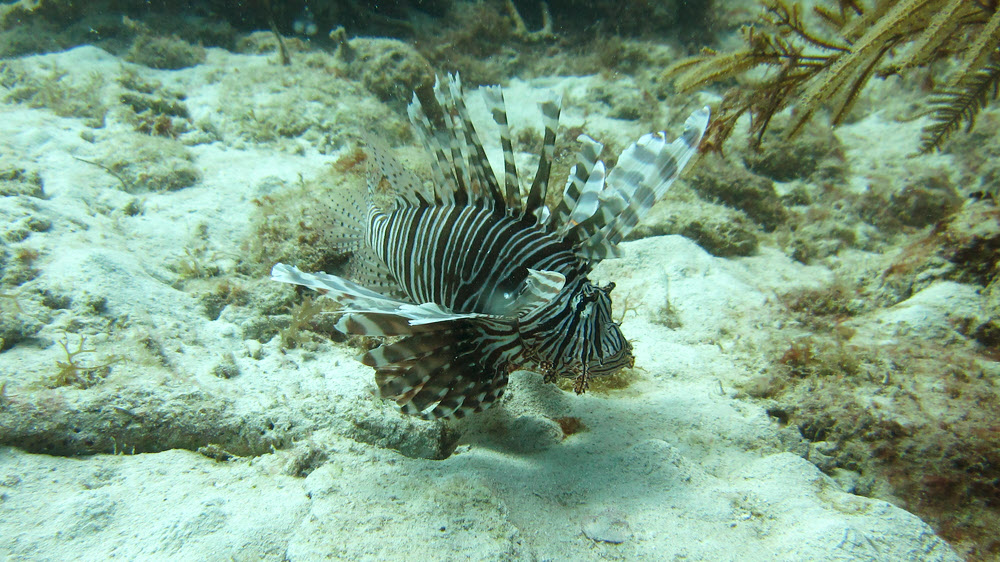 Lionfish (Pterois volitans) at Barges, Sandy Island. 