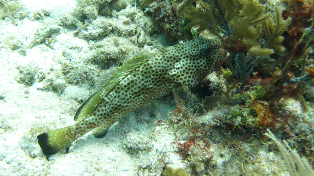 A Red Hind (Epinephelus guttatus) at Barge, Sandy Island.