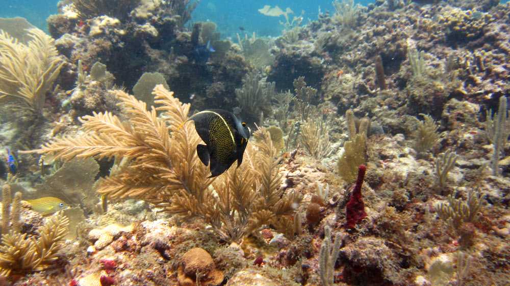 Typical view across the reef at Roads, Sandy Island, with a French Angelfish (Pomacanthus paru), but with a pronounced 
					vertical white stripe - have I discovered a new species?
