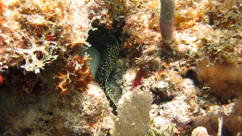 A Spotted Moray (Gymnothorax moringa) hides under coral at Roads, Sandy Island.