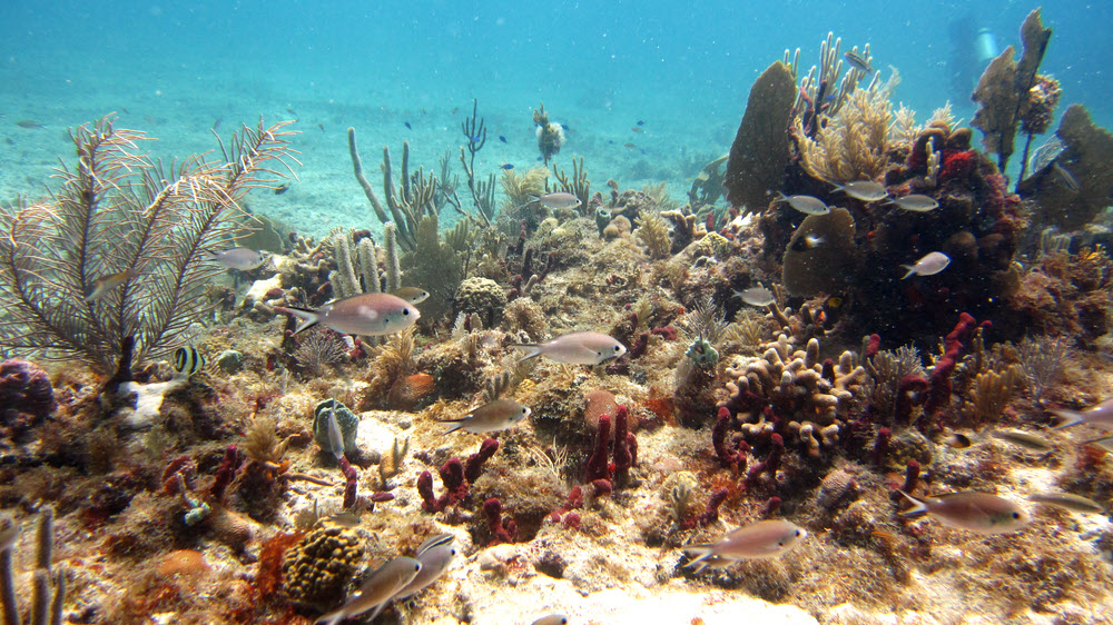 View across the pretty corals and sponges at Roads, Sandy Island.