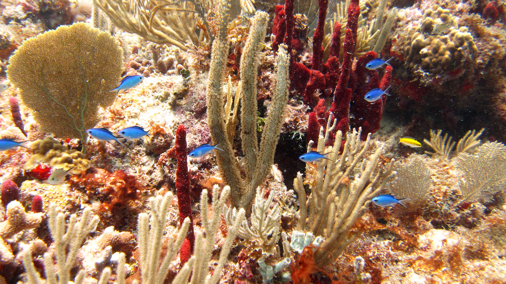 Some Blue Chromis (Chromis cyanea) also enjoy the view at Roads. 